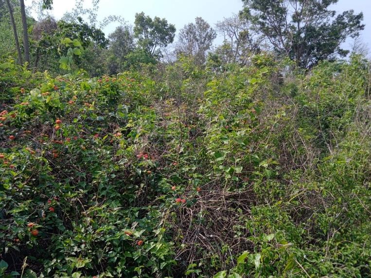 D:\CLLMP WORK\Pictures of work\Mawpun\Bench terracing Before.jpg